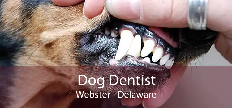 Dog Dentist Webster - Delaware