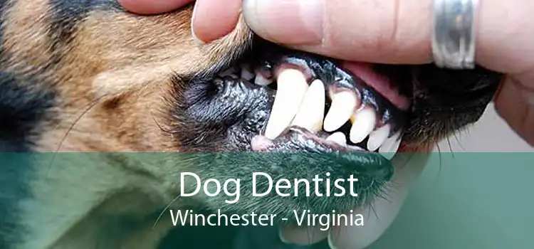 Dog Dentist Winchester - Virginia