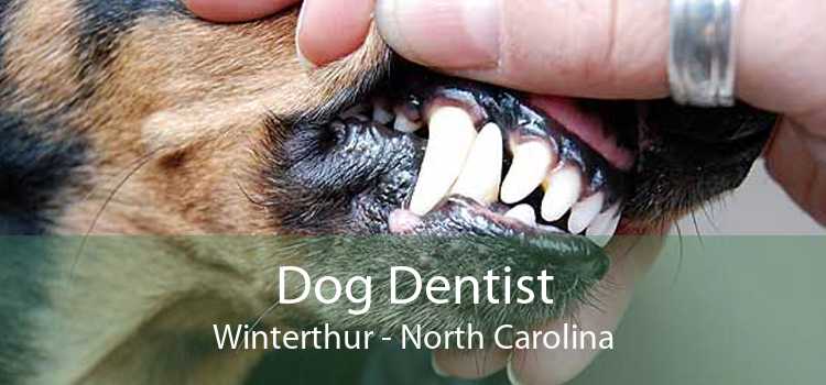 Dog Dentist Winterthur - North Carolina