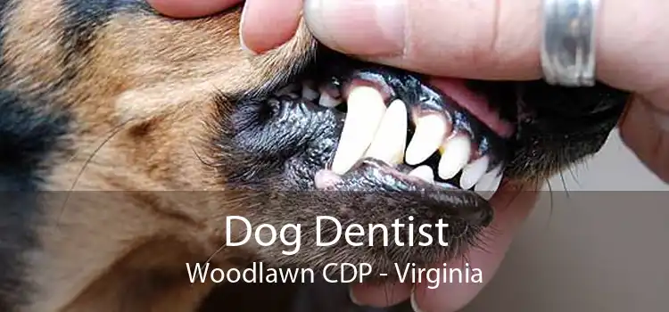 Dog Dentist Woodlawn CDP - Virginia