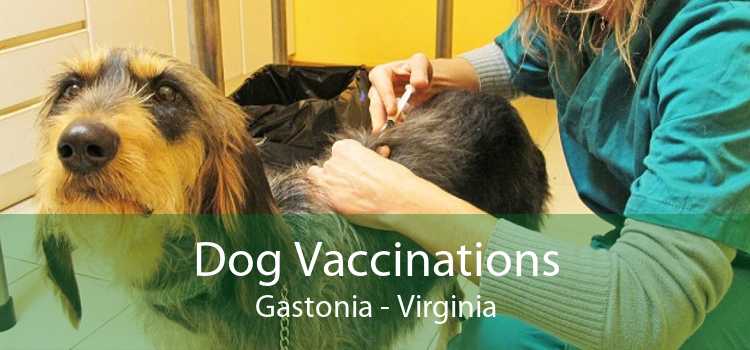 Dog Vaccinations Gastonia - Virginia