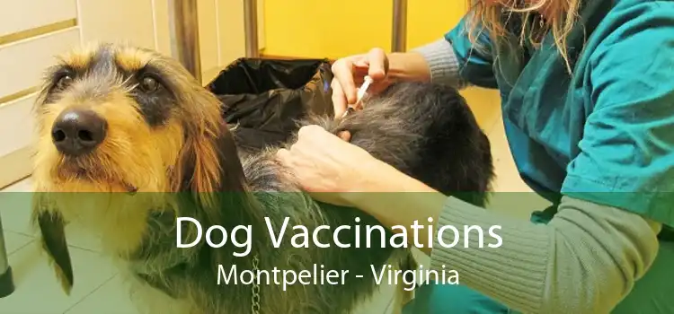 Dog Vaccinations Montpelier - Virginia