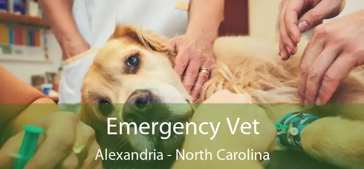 Emergency Vet Alexandria - North Carolina