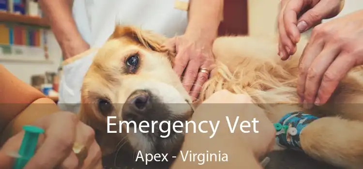 Emergency Vet Apex - Virginia