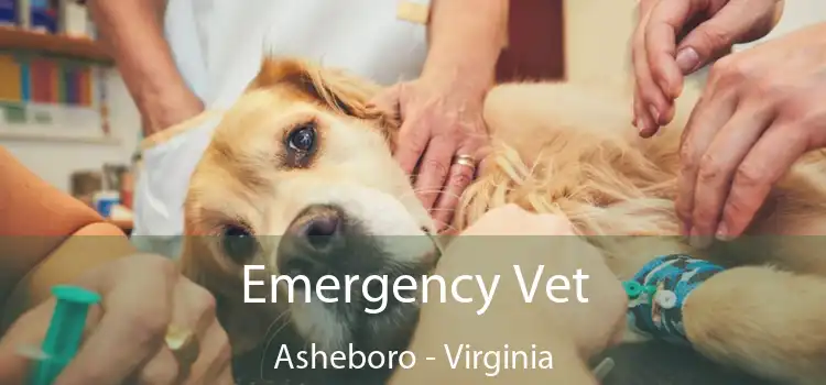 Emergency Vet Asheboro - Virginia