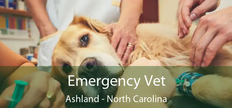 Emergency Vet Ashland - North Carolina