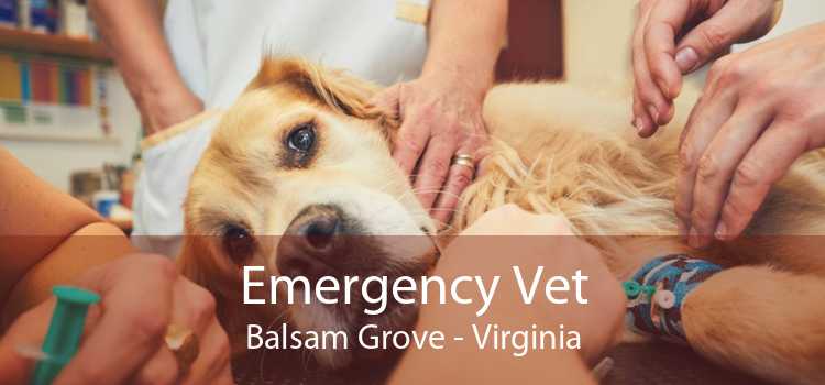 Emergency Vet Balsam Grove - Virginia