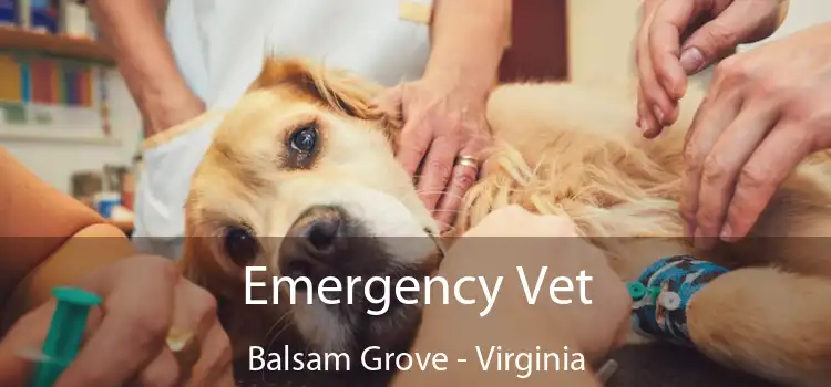 Emergency Vet Balsam Grove - Virginia