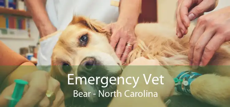Emergency Vet Bear - North Carolina