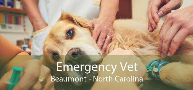Emergency Vet Beaumont - North Carolina