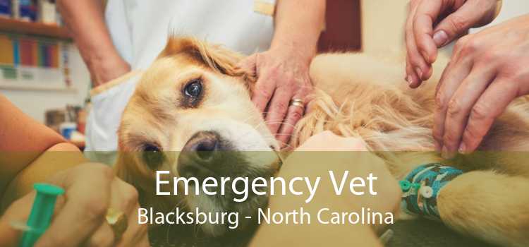 Emergency Vet Blacksburg - North Carolina