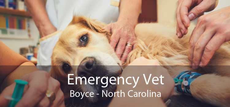 Emergency Vet Boyce - North Carolina