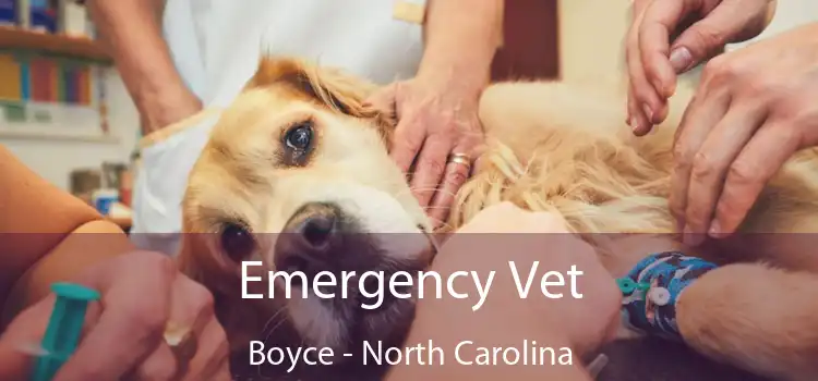 Emergency Vet Boyce - North Carolina