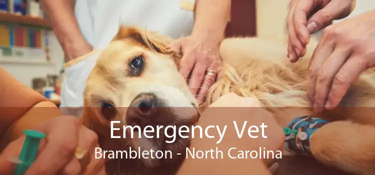 Emergency Vet Brambleton - North Carolina