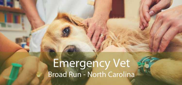 Emergency Vet Broad Run - North Carolina
