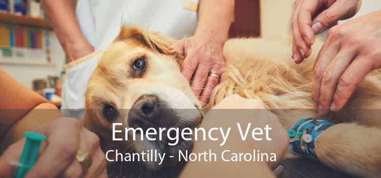 Emergency Vet Chantilly - North Carolina