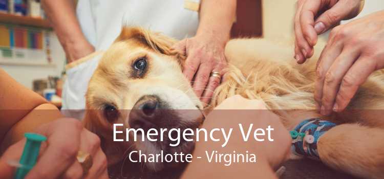 Emergency Vet Charlotte - Virginia