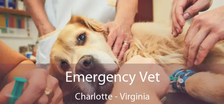 Emergency Vet Charlotte - Virginia