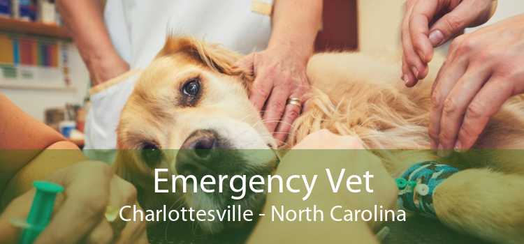 Emergency Vet Charlottesville - North Carolina