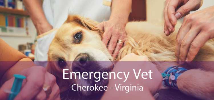 Emergency Vet Cherokee - Virginia