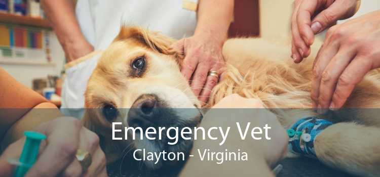 Emergency Vet Clayton - Virginia