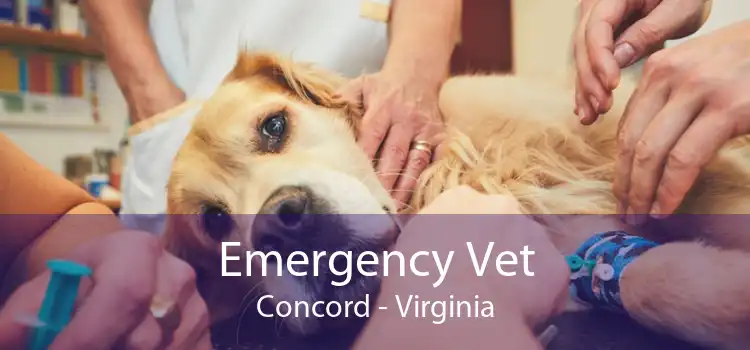 Emergency Vet Concord - Virginia