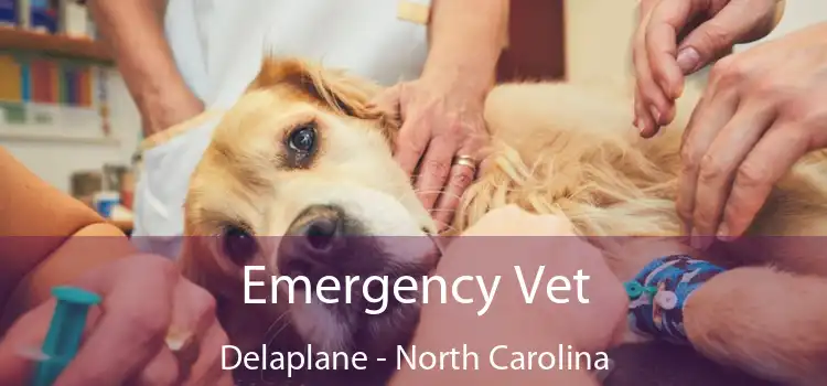 Emergency Vet Delaplane - North Carolina