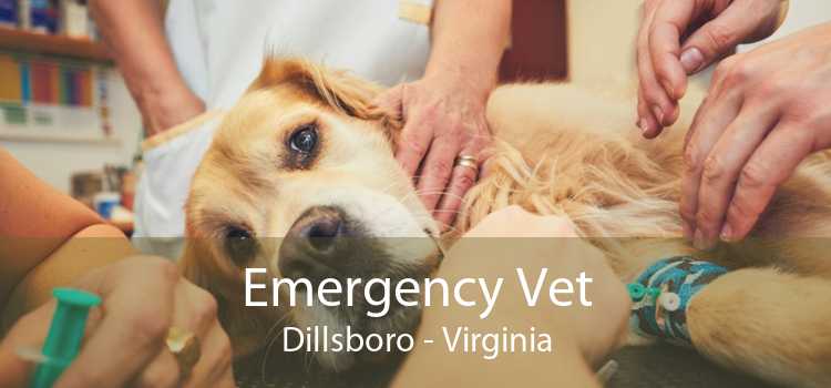 Emergency Vet Dillsboro - Virginia
