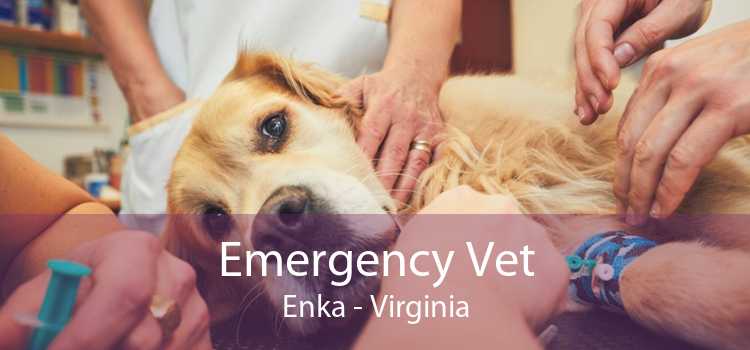Emergency Vet Enka - Virginia