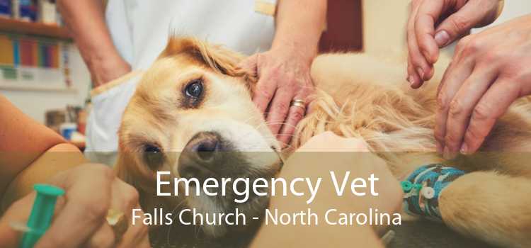Emergency Vet Falls Church - North Carolina