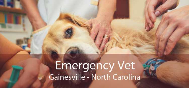 Emergency Vet Gainesville - North Carolina