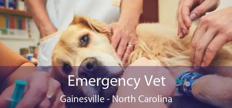 Emergency Vet Gainesville - North Carolina