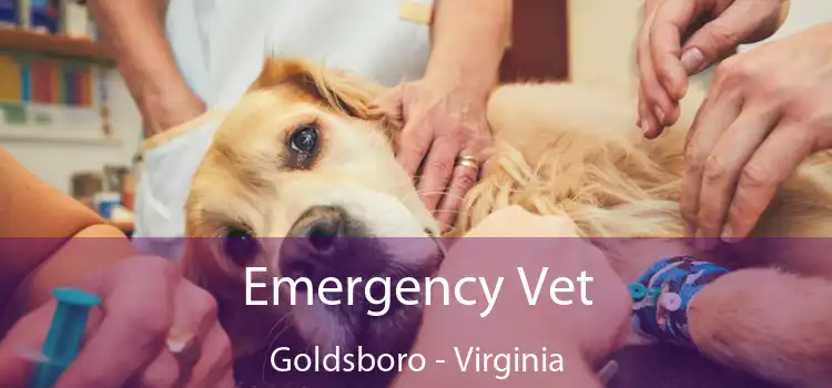 Emergency Vet Goldsboro - Virginia