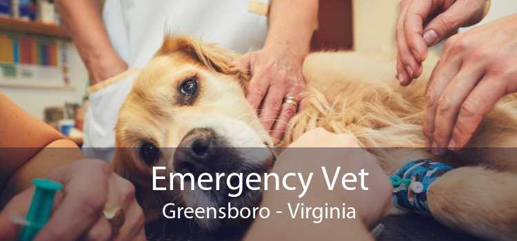 Emergency Vet Greensboro - Virginia