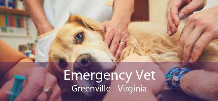 Emergency Vet Greenville - Virginia