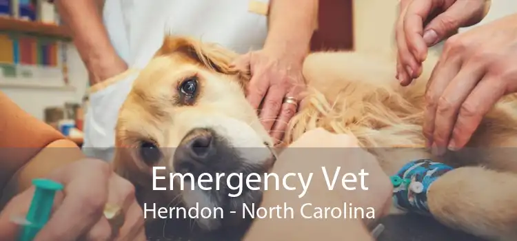 Emergency Vet Herndon - North Carolina