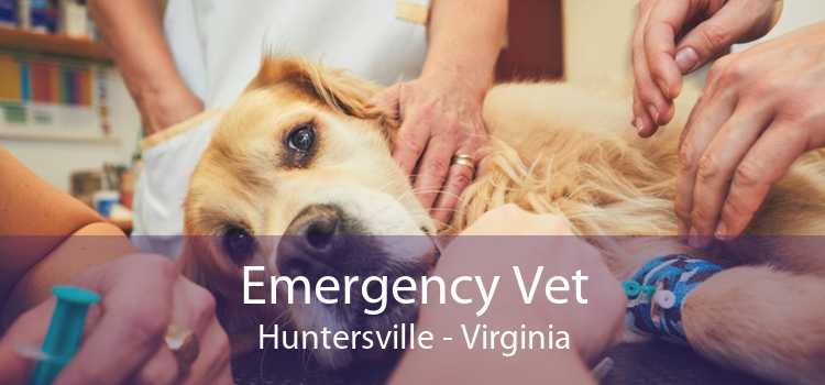 Emergency Vet Huntersville - Virginia