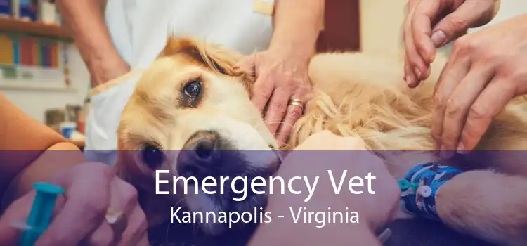 Emergency Vet Kannapolis - Virginia