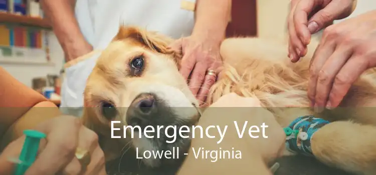Emergency Vet Lowell - Virginia