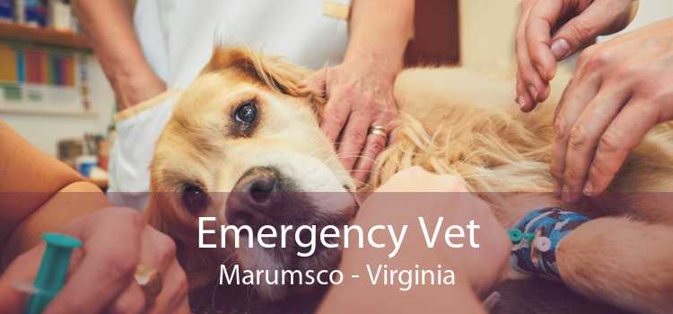 Emergency Vet Marumsco - Virginia