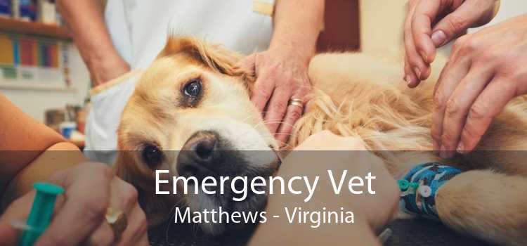 Emergency Vet Matthews - Virginia