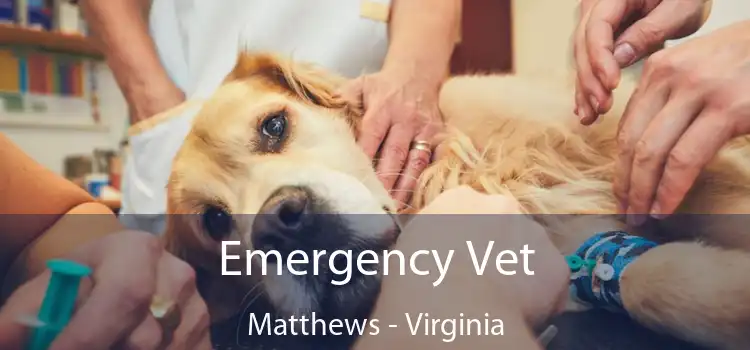 Emergency Vet Matthews - Virginia