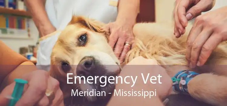 Emergency Vet Meridian - Mississippi
