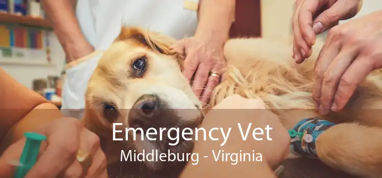Emergency Vet Middleburg - Virginia