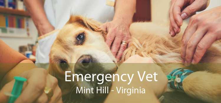 Emergency Vet Mint Hill - Virginia