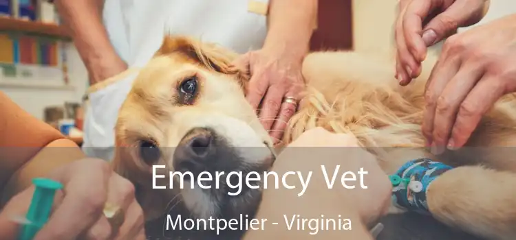 Emergency Vet Montpelier - Virginia