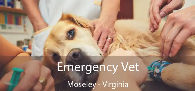 Emergency Vet Moseley - Virginia