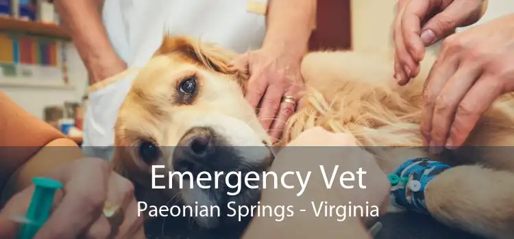 Emergency Vet Paeonian Springs - Virginia
