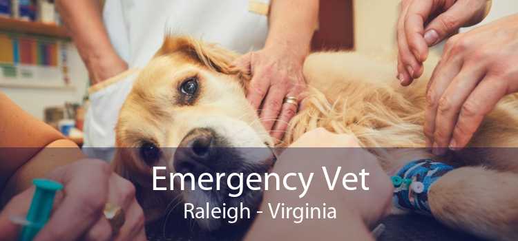 Emergency Vet Raleigh - Virginia