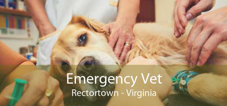 Emergency Vet Rectortown - Virginia